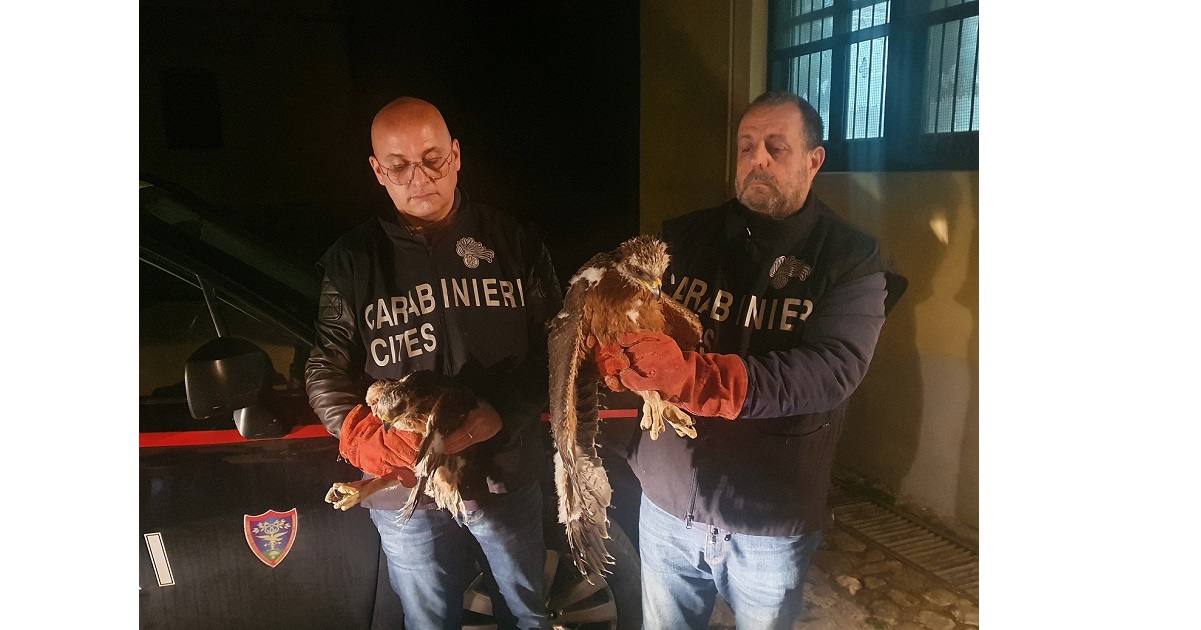sequestrato due giovanissimi esemplari di Aquila del Bonelli