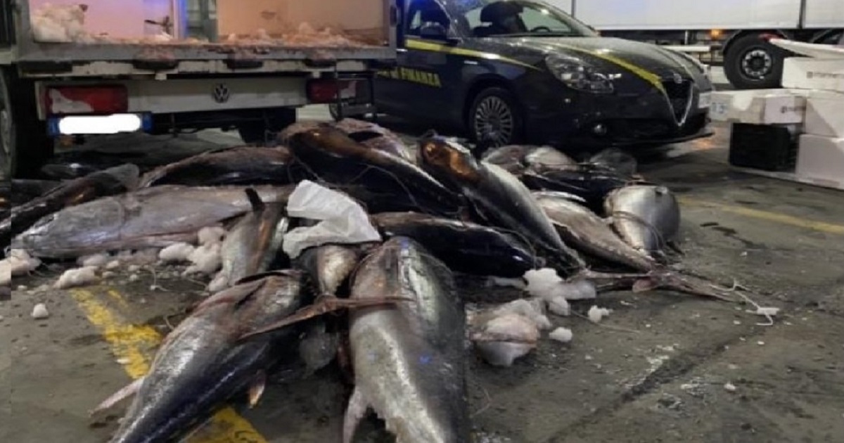 la Guardia di Finanza ha sequestrato tonni per un peso complessivo di oltre 1.500 chilogrammi
