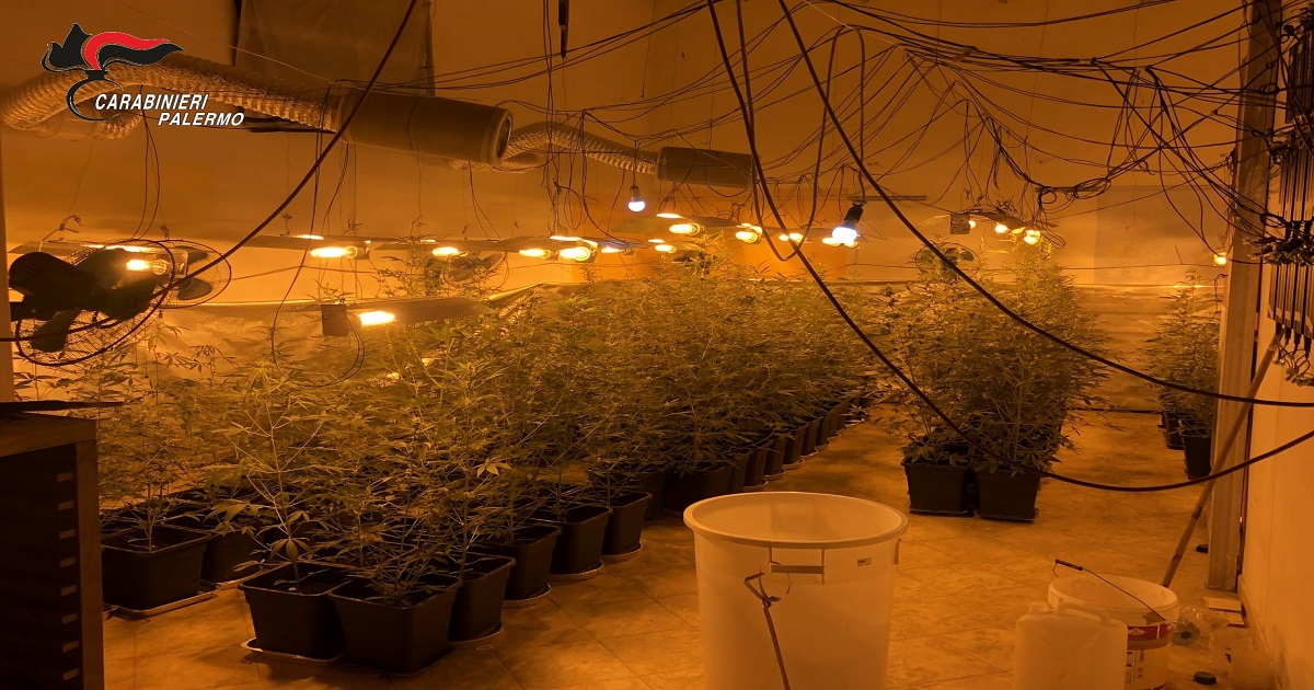 coltivazione di marijuana nonché furto aggravato di energia elettrica cagionando alla società fornitrice calcolato in circa 20.000 euro